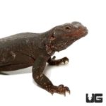 Black And White Chuckwallas For Sale - Underground Reptiles