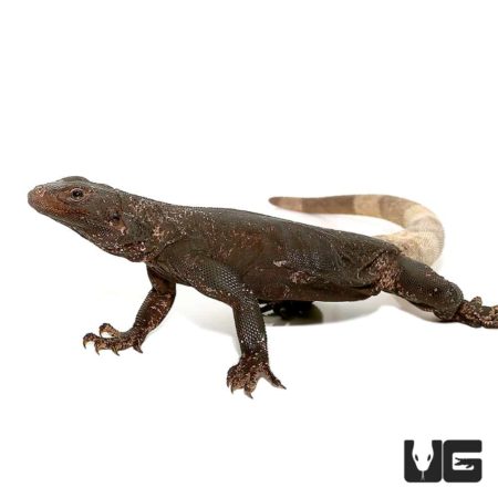Black And White Chuckwallas For Sale - Underground Reptiles