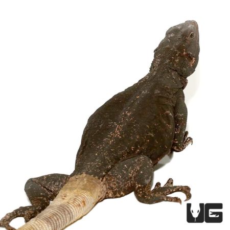 Black And White Chuckwallas For Sale - Underground Reptiles