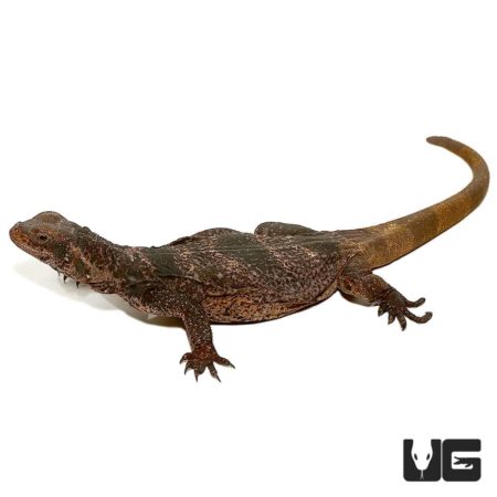 Black And White Chuckwallas For Sale - Underground Reptiles