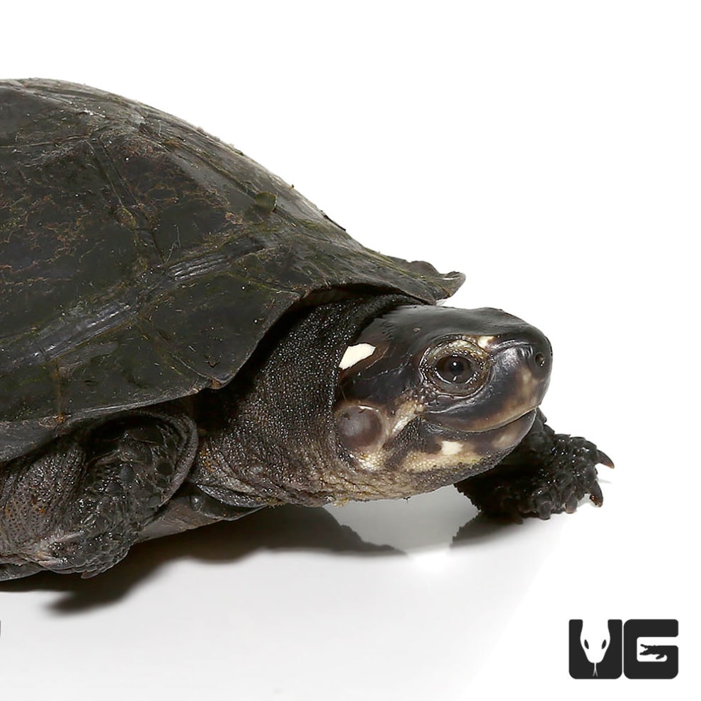 Black Marsh Turtle Underground Reptiles
