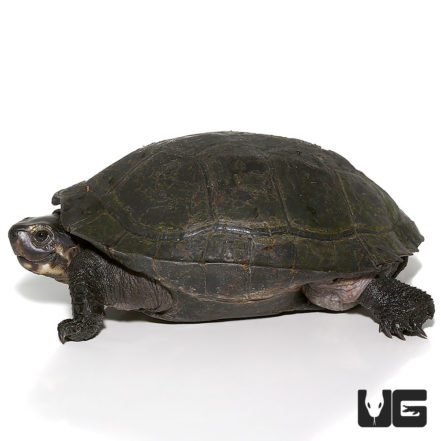 Black Marsh Turtle - Underground Reptiles