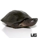 Black Marsh Turtles For Sale - Underground Reptiles