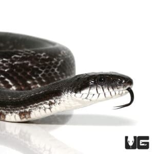 Black Ratsnake - Underground Reptiles