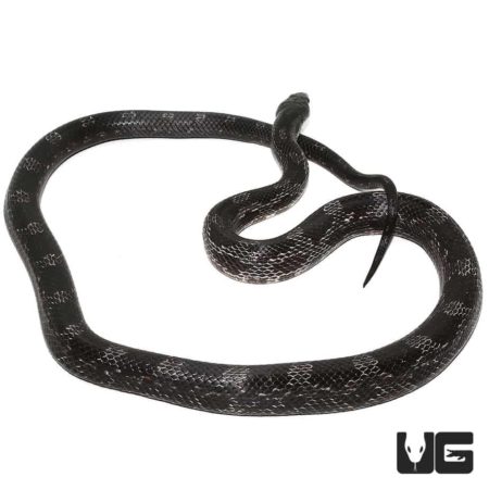 Black Ratsnake, a sleek and shiny constrictor snake, ideal for reptile enthusiasts and collectors.