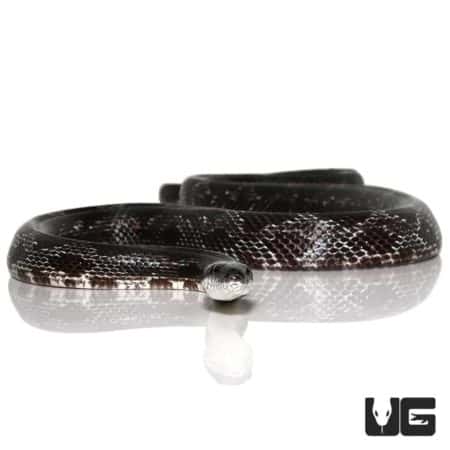 Close-up of a black ratsnake coiled, showcasing its glossy scales and slender body.