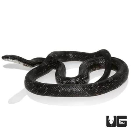Black Ratsnake, a sleek black snake, ideal for reptile enthusiasts and collectors.