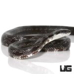 Black Ratsnake For Sale - Underground Reptiles