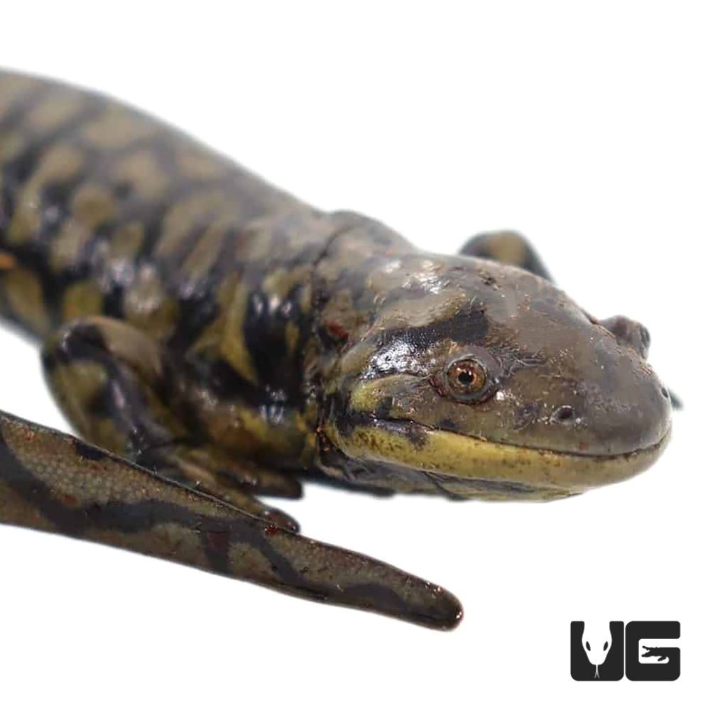 Blotched Tiger Salamanders For Sale Underground Reptiles