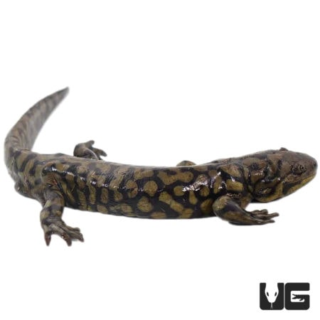 Blotched Tiger Salamanders For Sale - Underground Reptiles