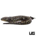 Blotched Tiger Salamanders For Sale - Underground Reptiles