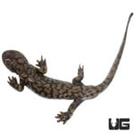 Blotched Tiger Salamanders For Sale - Underground Reptiles