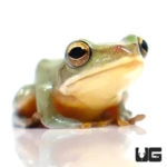 Blue Gliding Frog For Sale - Underground Reptiles