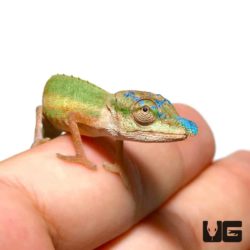 Blue Nose Chameleons For Sale - Underground Reptiles