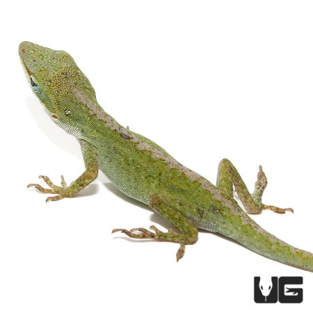 Blue Striped Green Anole Trio For Sale - Underground Reptiles