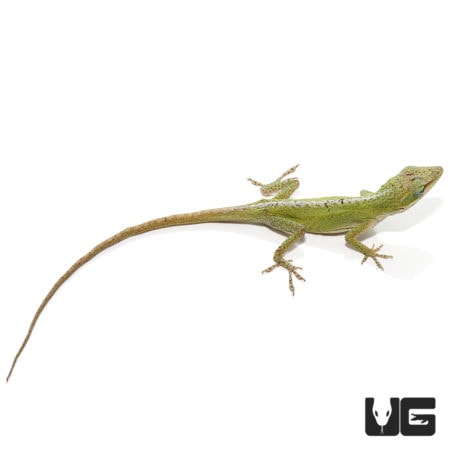 Blue Striped Green Anole Trio For Sale - Underground Reptiles