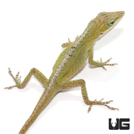 Blue Striped Green Anole Trio For Sale - Underground Reptiles