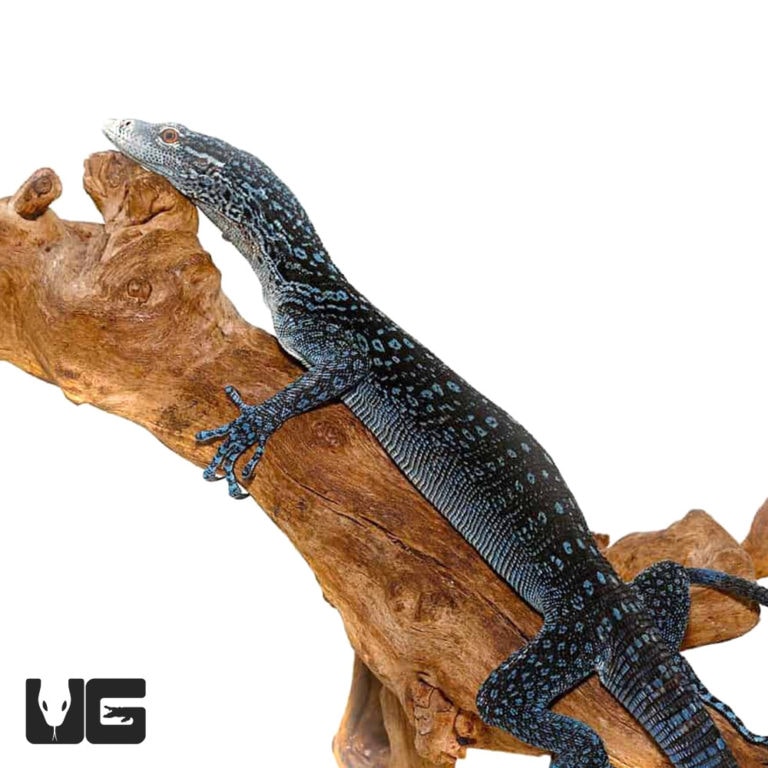 Blue Tree Monitors For Sale Underground Reptiles