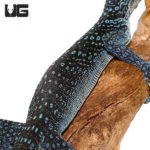 Blue Tree Monitors For Sale - Underground Reptiles