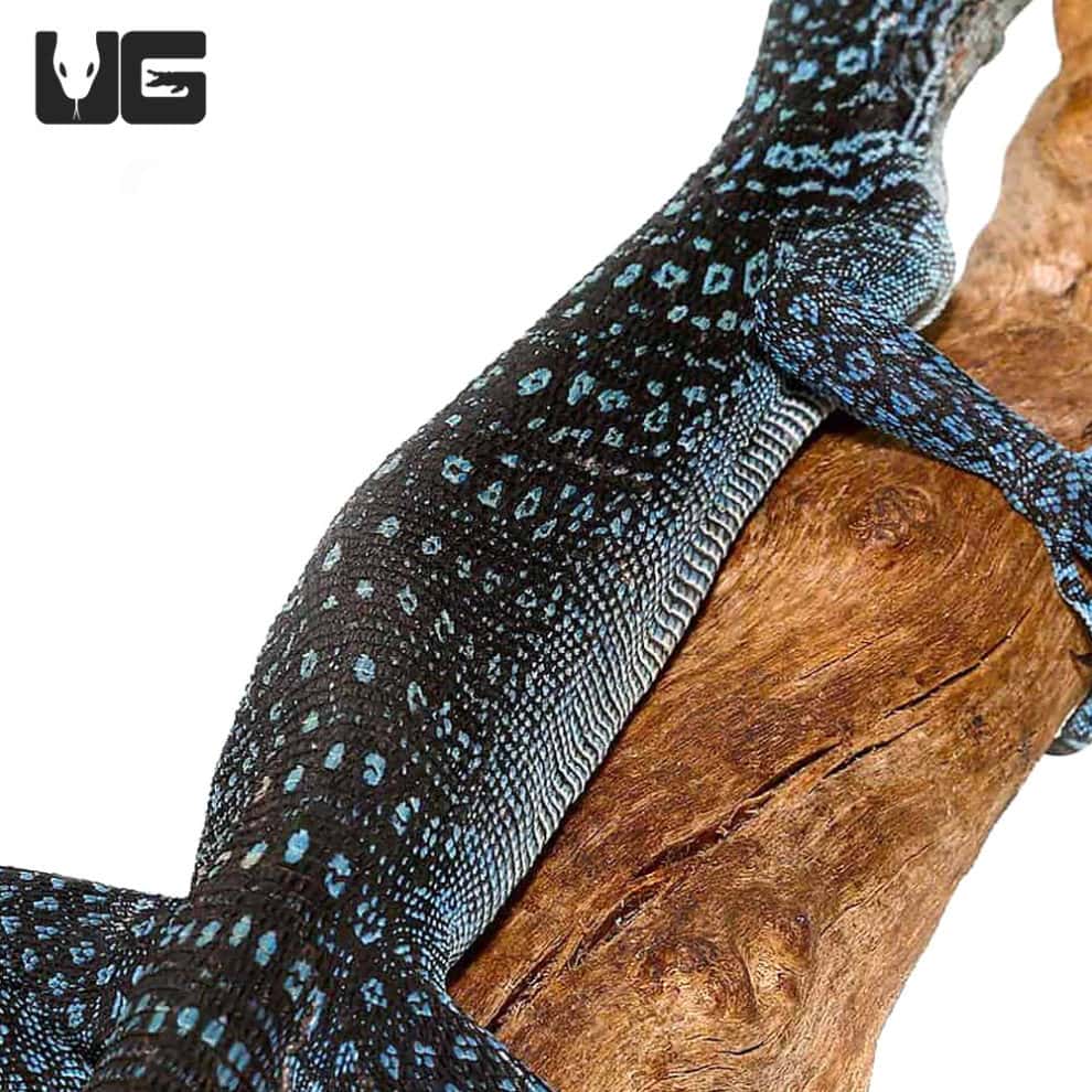 Blue Tree Monitors For Sale Underground Reptiles