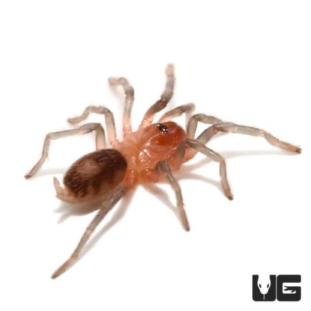 Bolivian Dwarf Beauty Tarantula (Cyriocosmus perezmilesi) For Sale - Underground Reptiles