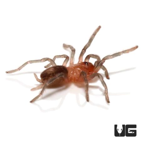 Bolivian Dwarf Beauty Tarantula (Cyriocosmus perezmilesi) For Sale - Underground Reptiles