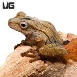 Borneo Eared Frog For Sale - Underground Reptiles
