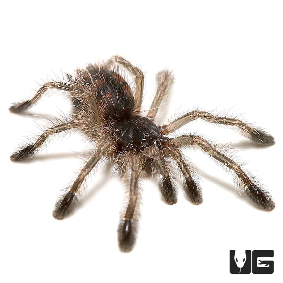 Brazilian Blue Green Pinktoe Tarantula (.25 - .75'') - Underground Reptiles