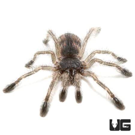 Brazilian Blue Green Pinktoe Tarantula (Avicularia geroldi) For Sale - Underground Reptiles