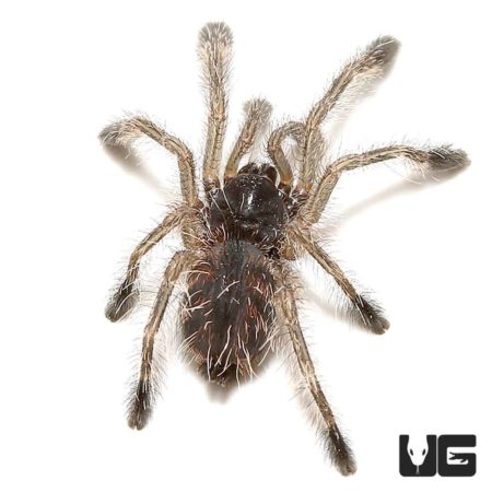 Brazilian Blue Green Pinktoe Tarantula (Avicularia geroldi) For Sale - Underground Reptiles