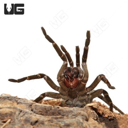 Rusty Bird Eating Tarantula (acanthoscurria ferina) For Sale - Underground Reptiles