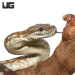 Bredl's Carpet Pythons For Sale - Underground Reptiles