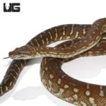 Bredl's Carpet Pythons For Sale - Underground Reptiles