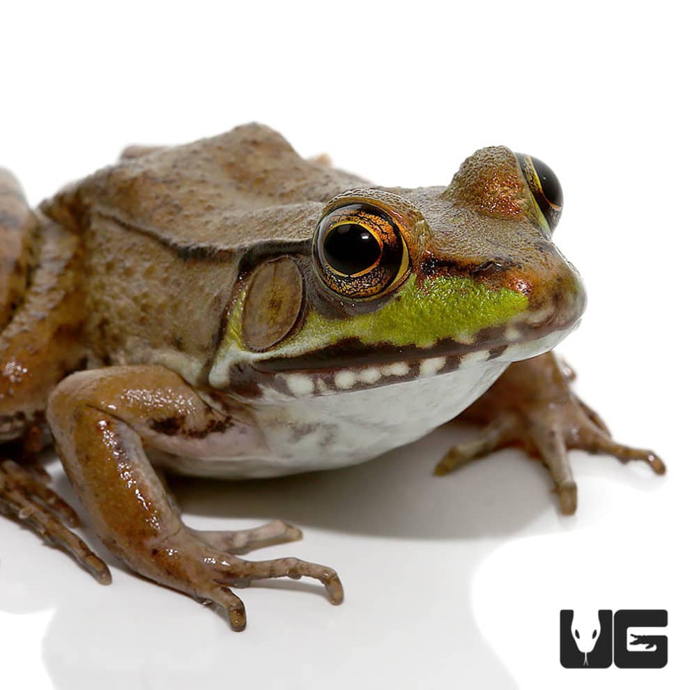 Bronze Frog (Lithobates c. clamitans) For Sale Underground Reptiles
