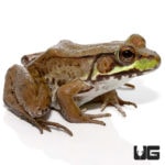 Bronze Frog For Sale - Underground Reptiles