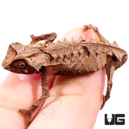 Brookesia brygooi (Brookesia brygooi) For Sale - Underground Reptiles