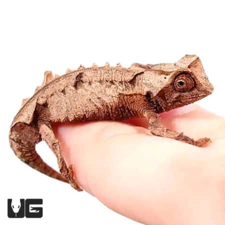Brookesia brygooi (Brookesia brygooi) For Sale - Underground Reptiles