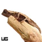 Brookesia brygooi (Brookesia brygooi) For Sale - Underground Reptiles
