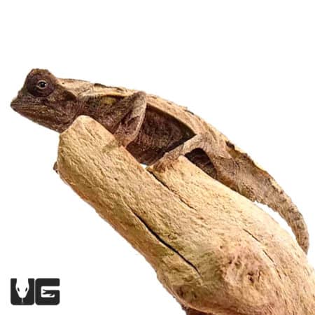 Brookesia brygooi (Brookesia brygooi) For Sale - Underground Reptiles