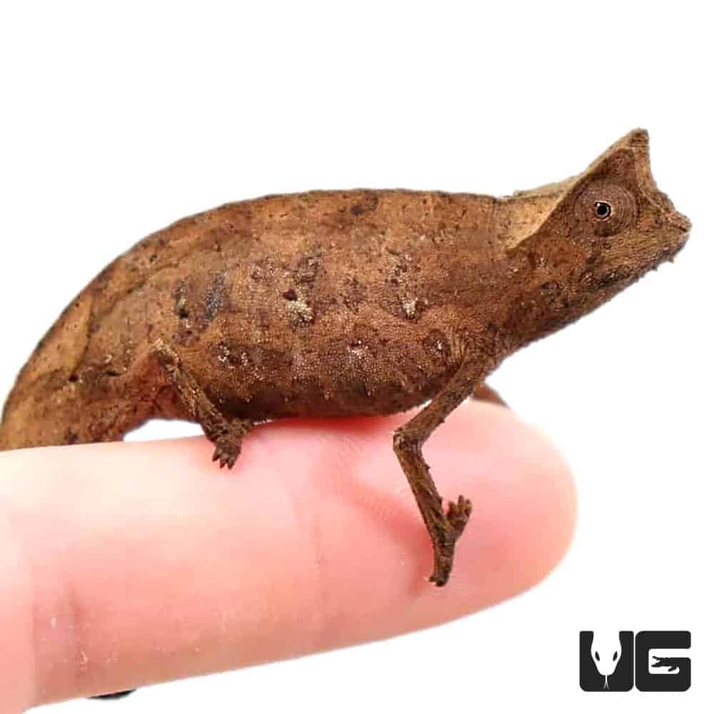 Brookesia Therezieni (Perinet leaf chameleon) For Sale - Underground