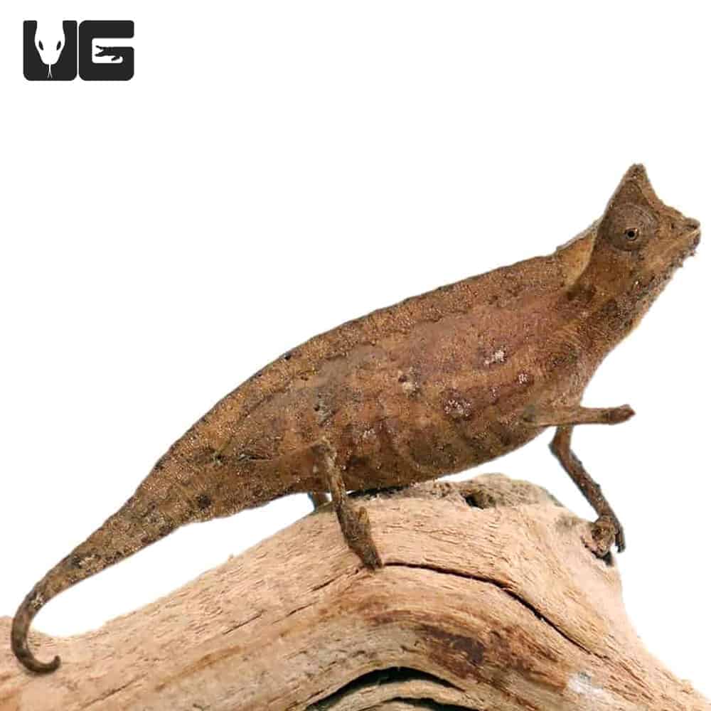 Brookesia Therezieni (Perinet leaf chameleon) For Sale - Underground