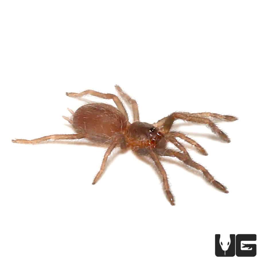 Brown Tree Tarantula (.25 .75'') Underground Reptiles