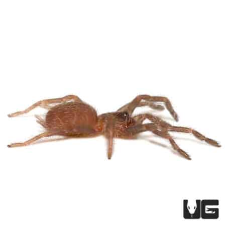 Brown Tree Tarantula (tapinauchenius sp) For Sale - Underground Reptiles