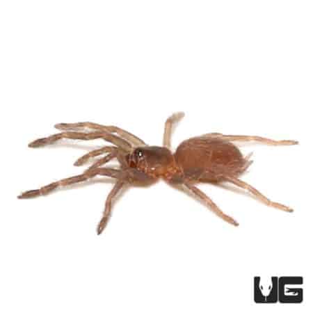Brown Tree Tarantula (tapinauchenius sp) For Sale - Underground Reptiles
