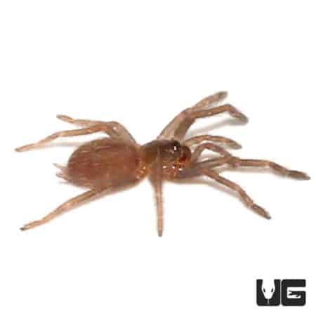 Brown Tree Tarantula (tapinauchenius sp) For Sale - Underground Reptiles