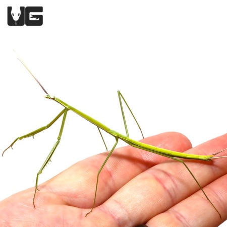 Brunner's Praying Mantis (Brunneria borealis) For Sale - Underground Reptiles