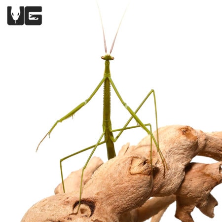 Brunner's Praying Mantis (Brunneria borealis) For Sale - Underground Reptiles