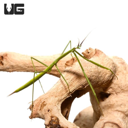 Brunner's Praying Mantis (Brunneria borealis) For Sale - Underground Reptiles