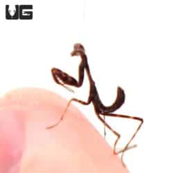 Budwing Mantis (Parasphendale Budwing) For Sale - Underground Reptiles