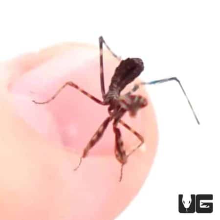 Budwing Mantis (Parasphendale Budwing) For Sale - Underground Reptiles